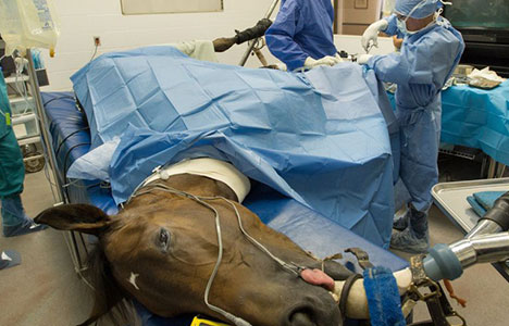 interventii chirurgicale veterinar
